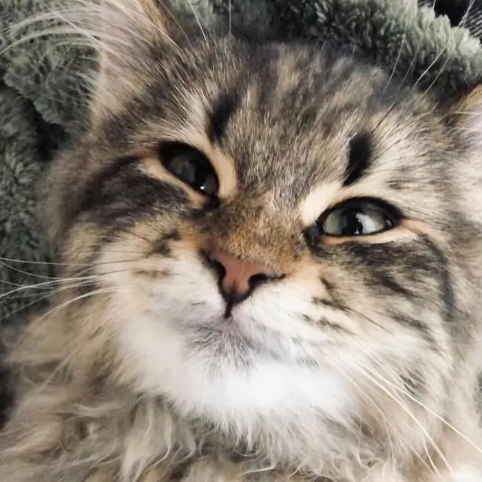 34 Pics Of A Cat That Has More Facial Expressions Than Most Humans