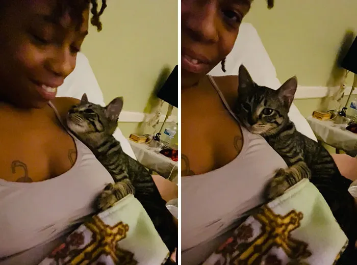 I Adopted A Kitten Today And She’s Everything I Was Missing