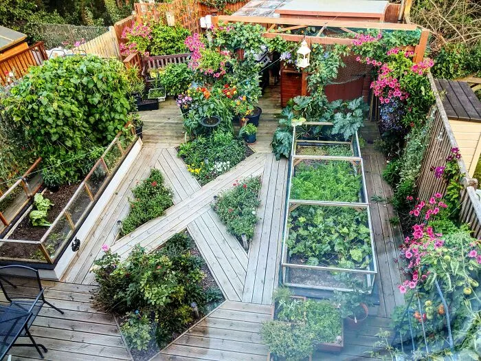 The Grandparents Garden Is Looking Amazing