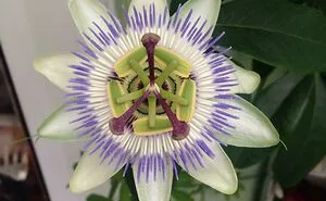 50 Of The Best Pics From The 'Interesting Gardening' Online Group