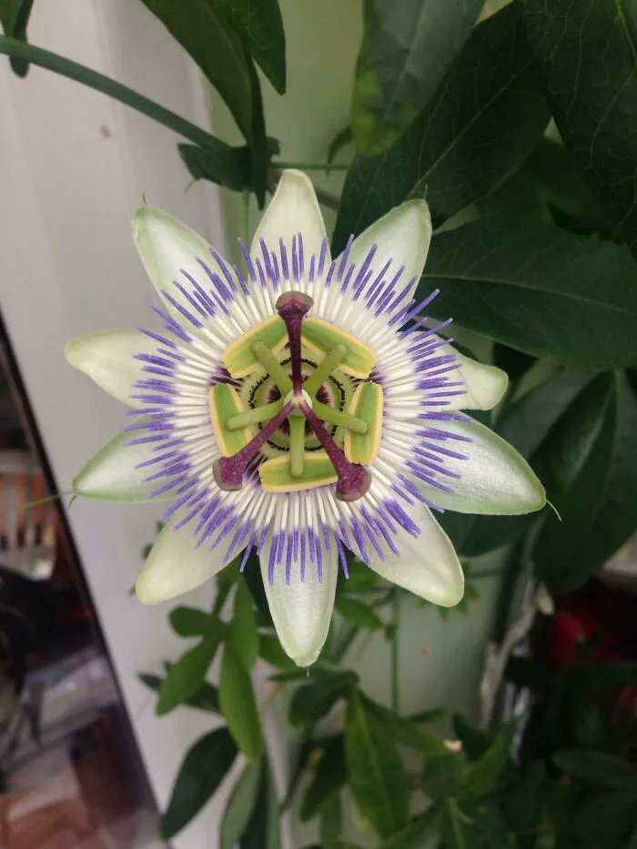 After 2 Years Of Nurturing My First Passion Flower Bloomed Today