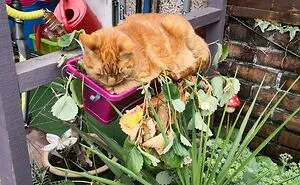 50 Of The Best Pics From The 'Interesting Gardening' Online Group