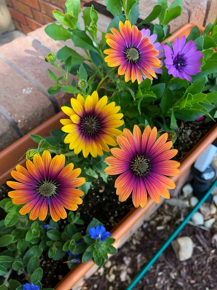 I’m In Love. Can I Keep Them Year Round?!