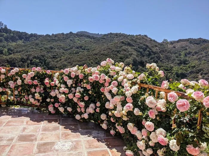 My Mom Planted These Climbing Roses Around A Patio In Her Yard When I Got Married There 7 Years Ago. The Marriage Is In Shambles But Roses Going Strong