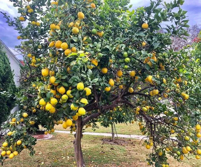 I Heard This Is Where We’re Putting Our Overachieving Lemon Trees