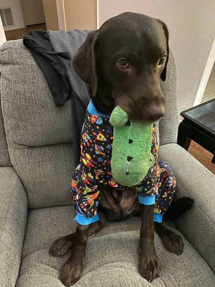 Chocolate Labrador dog in colorful pajamas sitting on a couch holding a green plush toy in its mouth, cutest dogs ever.