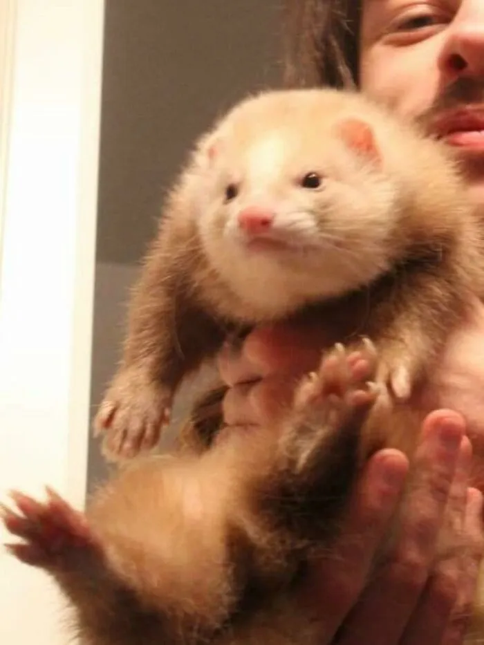 Como se permiten a otros animales durante los viernes, conozcan a mi hurón gordito