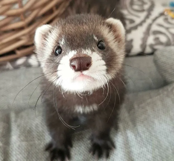 Torunn, My Ferret