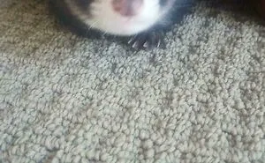 40 Photos Revealing How Silly Ferrets Can Be