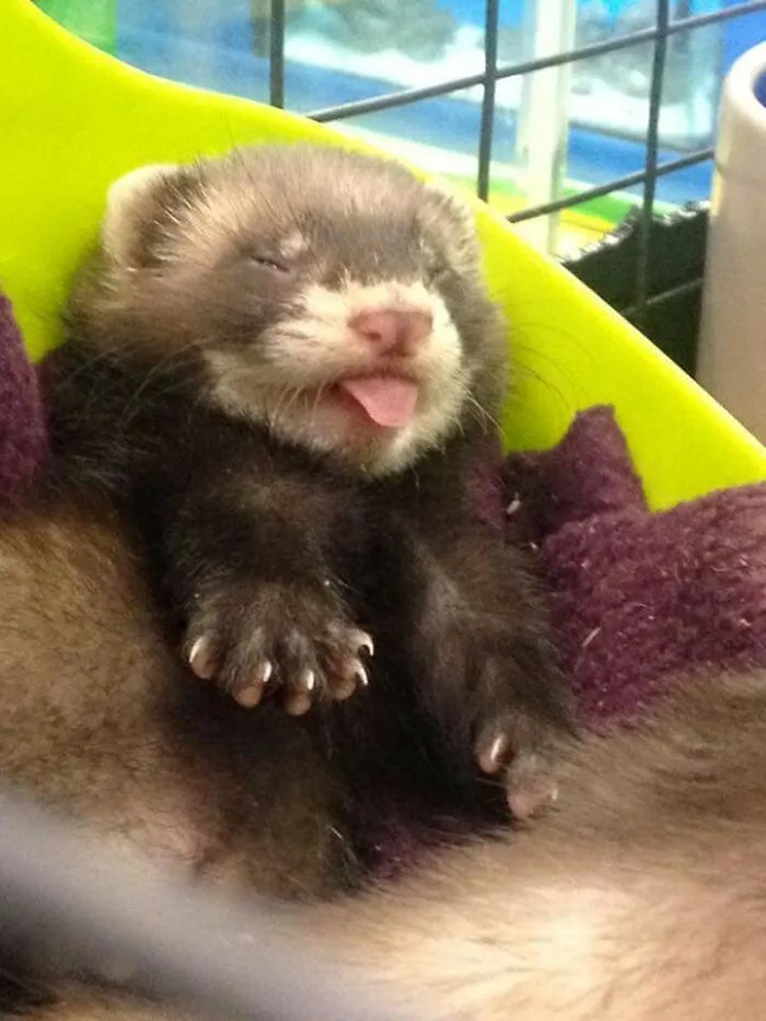 Sleepy Ferret