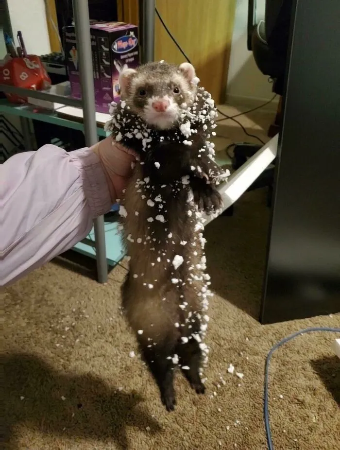 Estaba montando un escritorio y me distraje un minuto. En resumen, Bandit se metió en la espuma de poliestireno