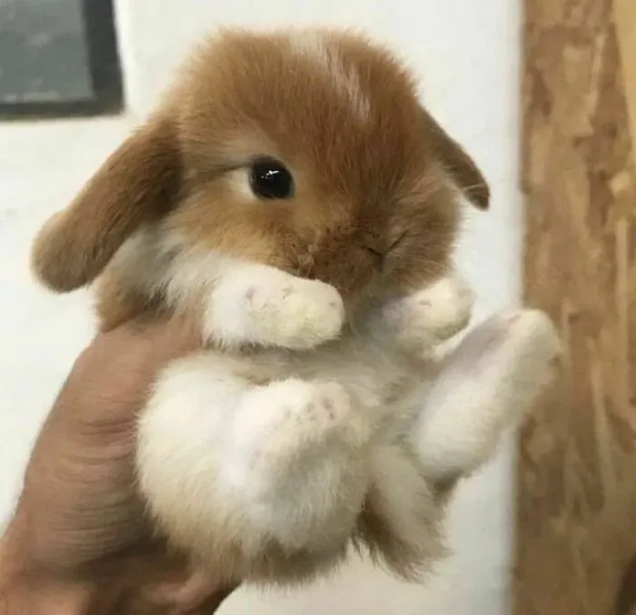 Conejito bonito