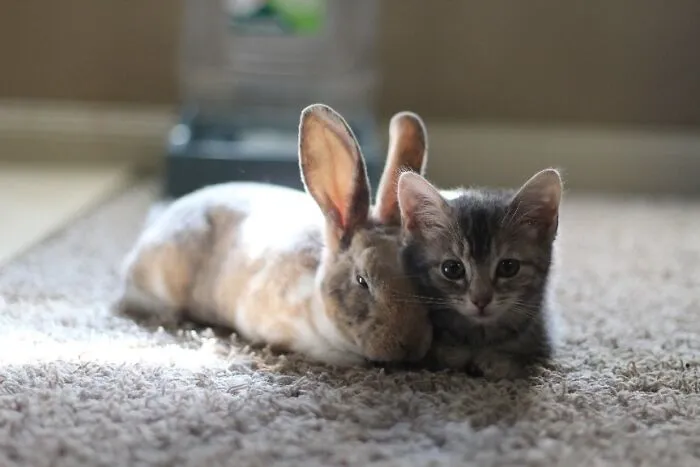 Our Foster Kitten And Bunny Getting Along