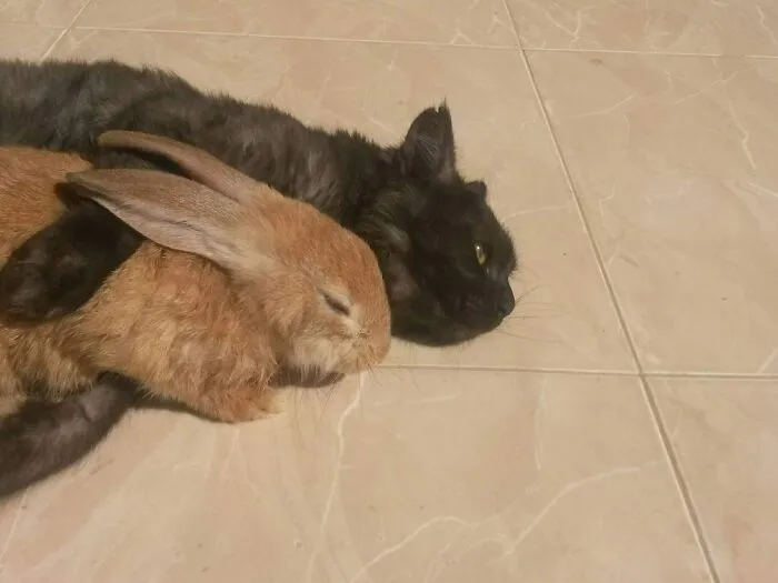 Mi primo acaba de adoptar a este conejo. Le tiene miedo, así que acude al gato para que lo proteja. Al gato no le preocupa