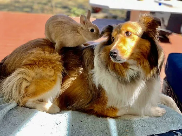 Mi perro y mi conejo están un algo enamorados el uno  del otro
