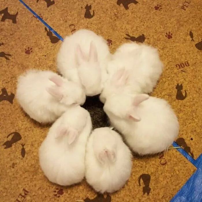 Secret Bunny Meeting