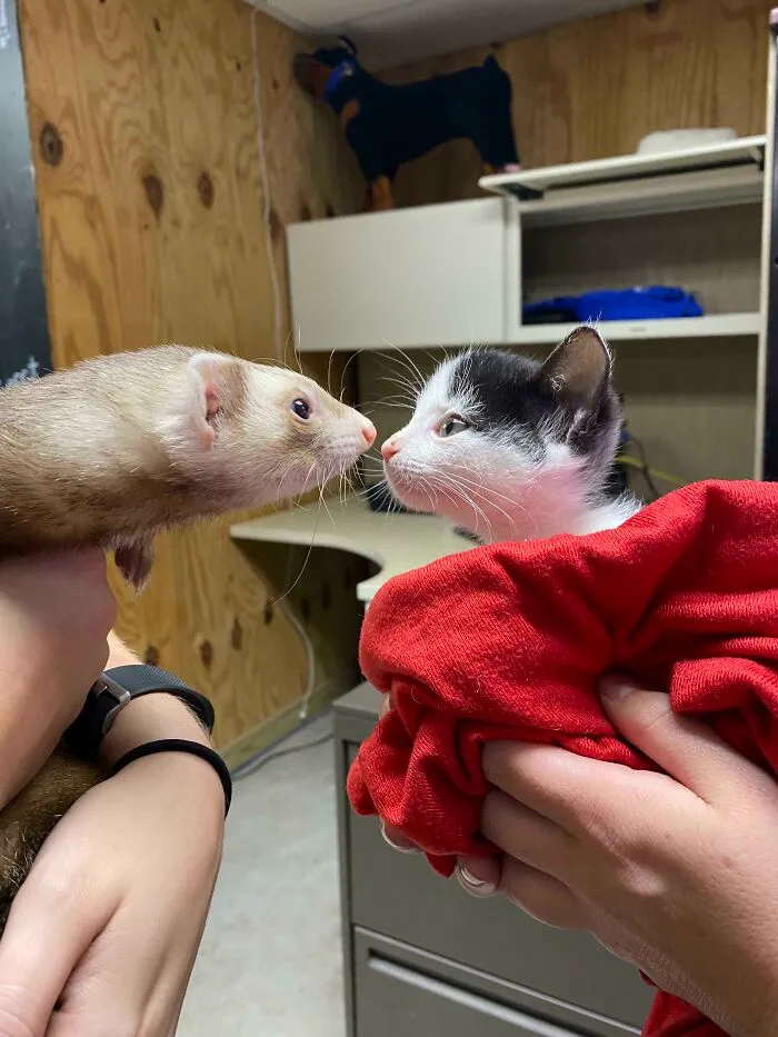 I Work At An Animal Shelter That Typically Only Accepts Dogs And Cats. Today Someone Brought Us A Ferret, He Was Scared And Lonely So This Happened