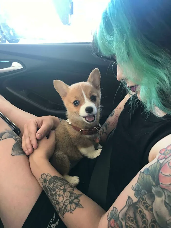 I’d Like You To Meet Penny, Our New Baby Corgi!