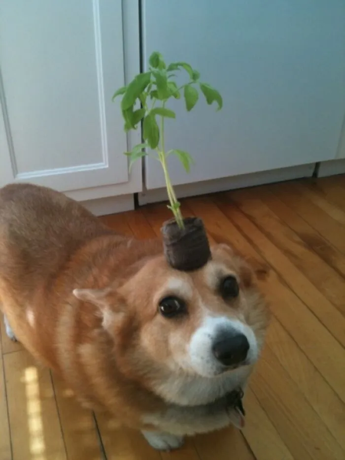 I Have No Idea How To Please You Fickle People, So Here's A Corgi With A Plant On His Head