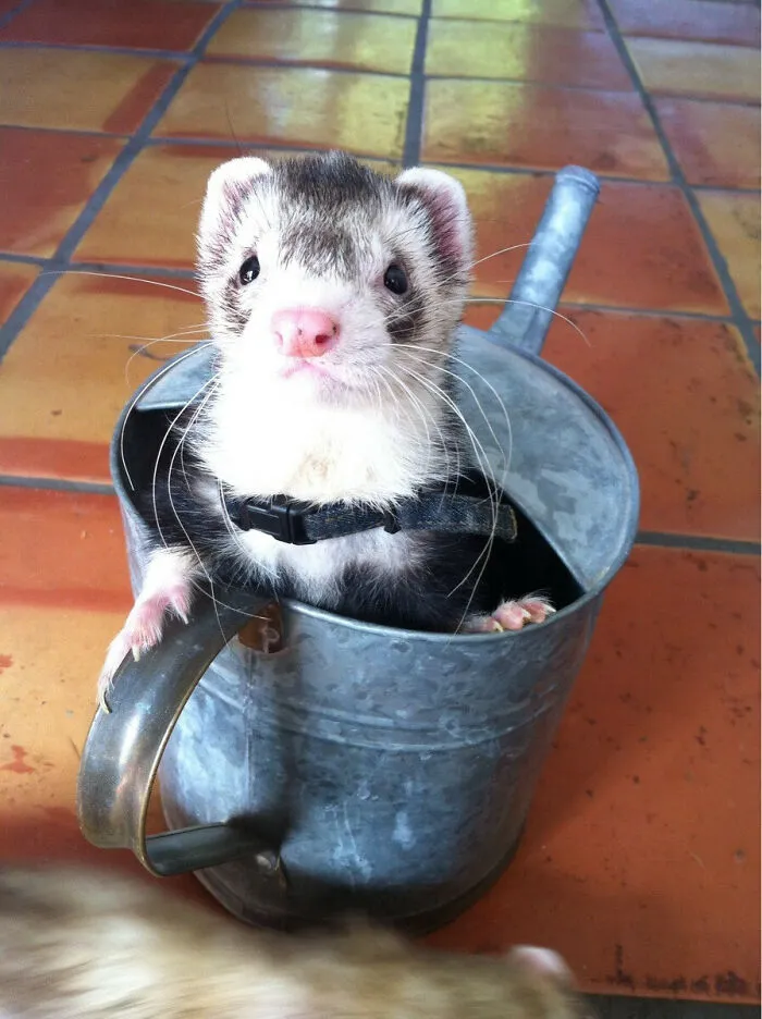 My Brothers New Ferret, Vin Weasel