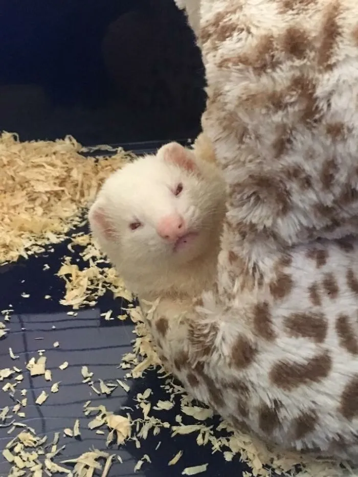 Girlfriend Woke Her Ferret Up By Coming In To The Room Loudly And Was Greeted With These Absolute Daggers