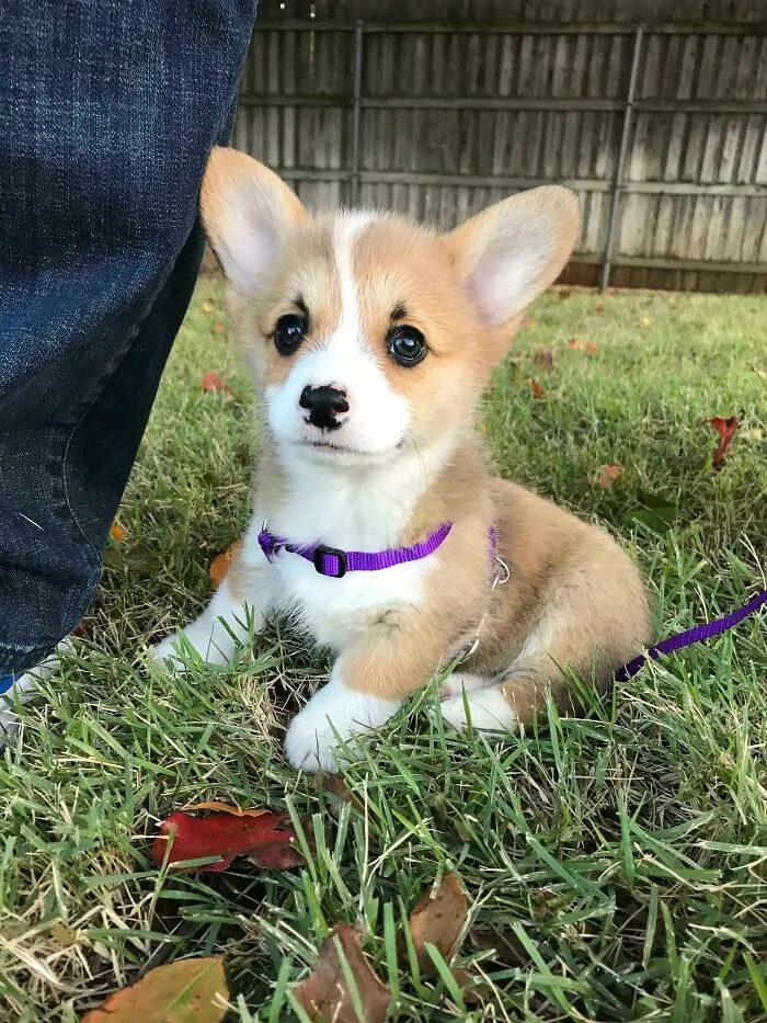 My Close Friend Just Got A Corgi Pup. Is She Even Real?