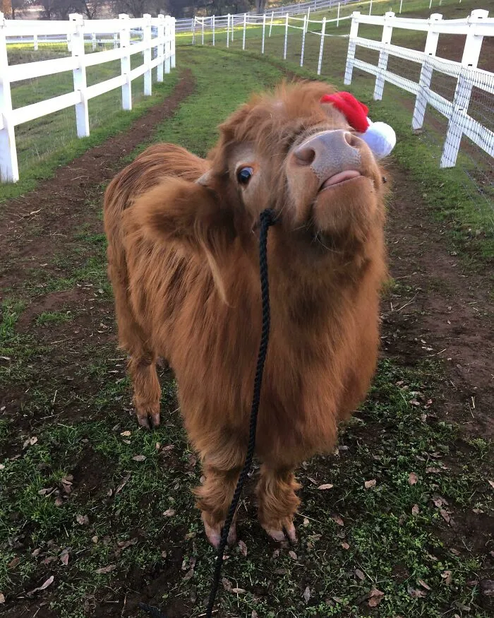 Vaca esponjosa que reparte alegría en la navidad