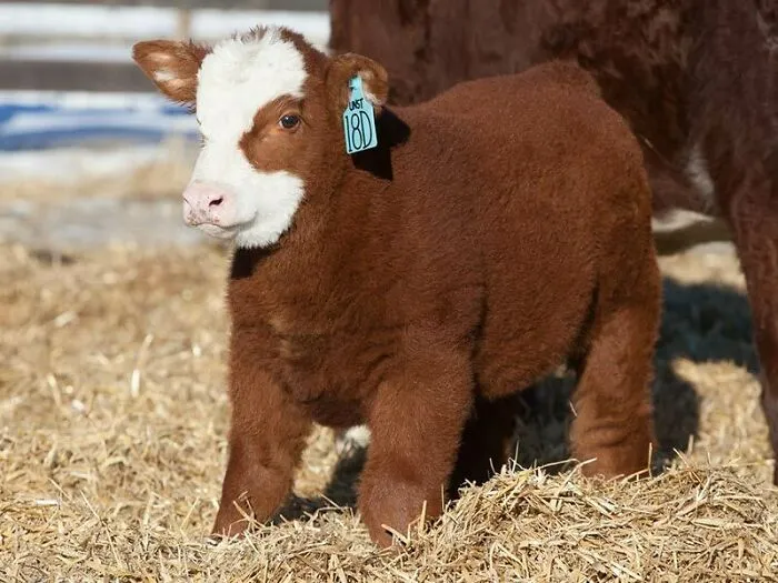 Cow Puppy