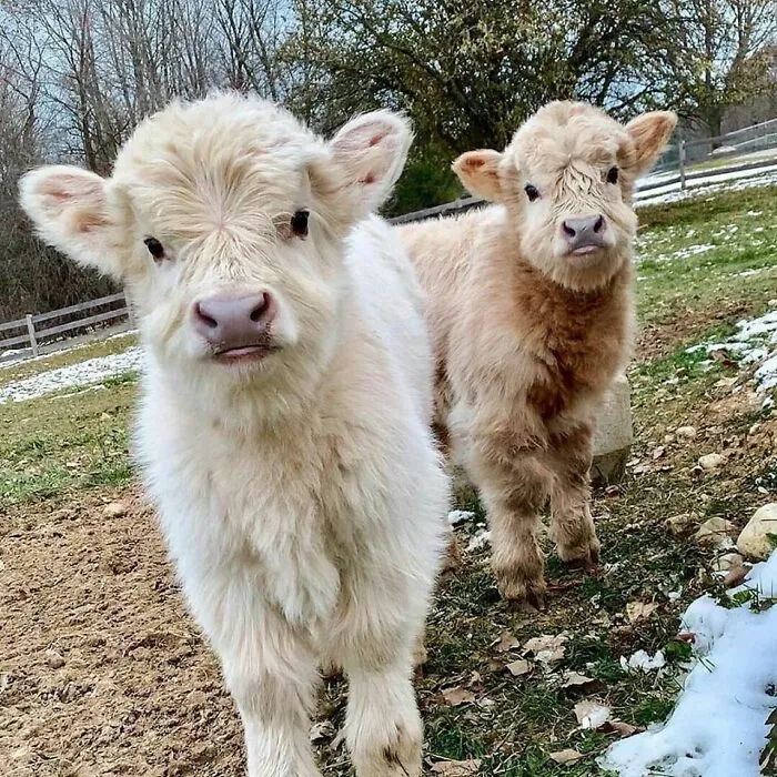 Two adorable fluffy cows standing in a field, looking curiously at the camera.