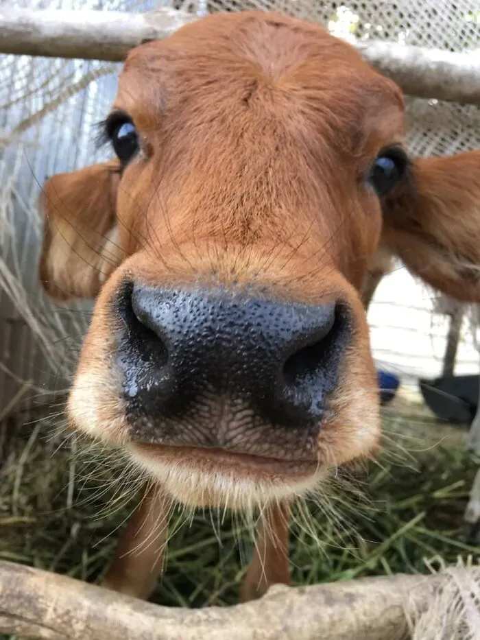 Here's A Baby Cow 15 Seconds Before Licking My Phone