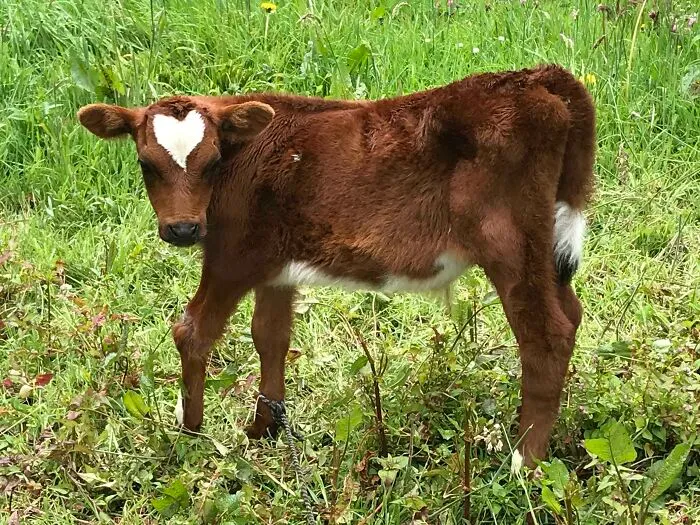 Adorable cow calf with a heart-shaped mark on its forehead standing in a grassy field.