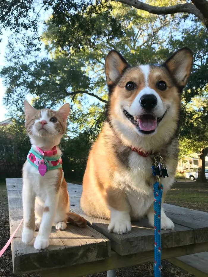 Cilantro’s (Cat) First Walk With Big Brother, Bentley (Corgi)!