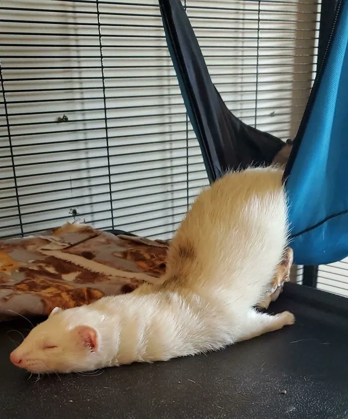 A Comfortable Sleeping Position