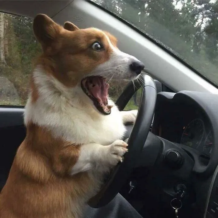 Corgi On The Wheels