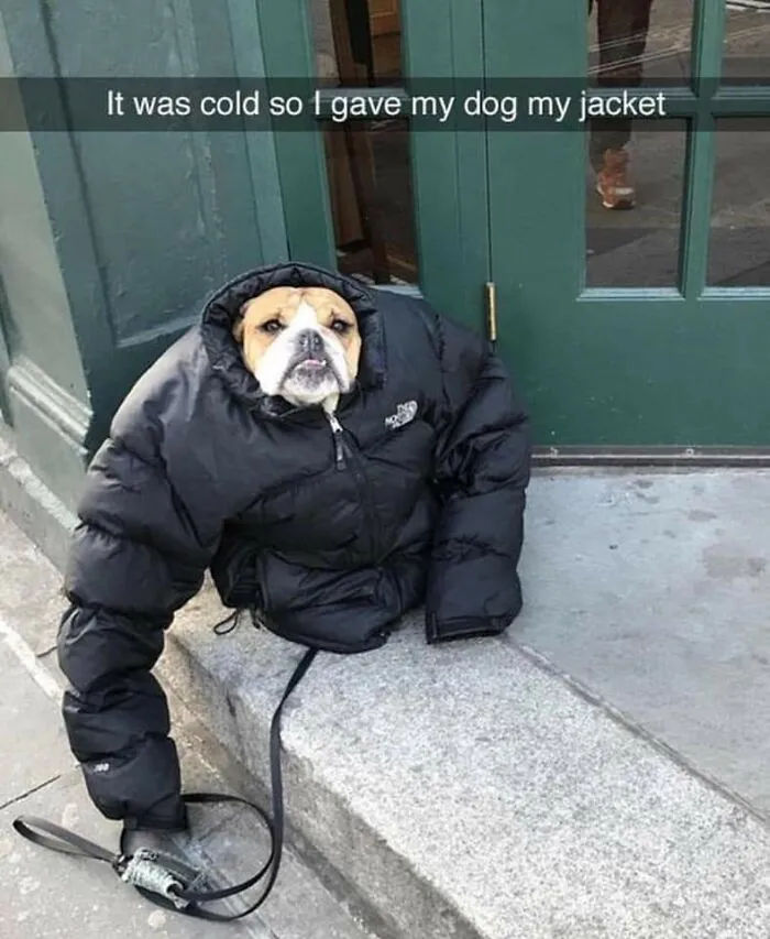 Bruno The Upper Body Bork