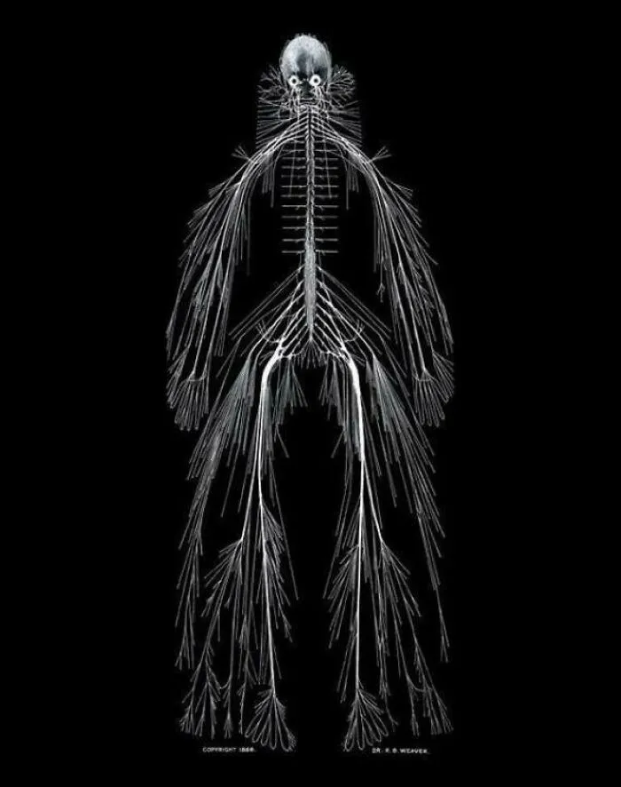 Cerebro-Spinal Nervous System