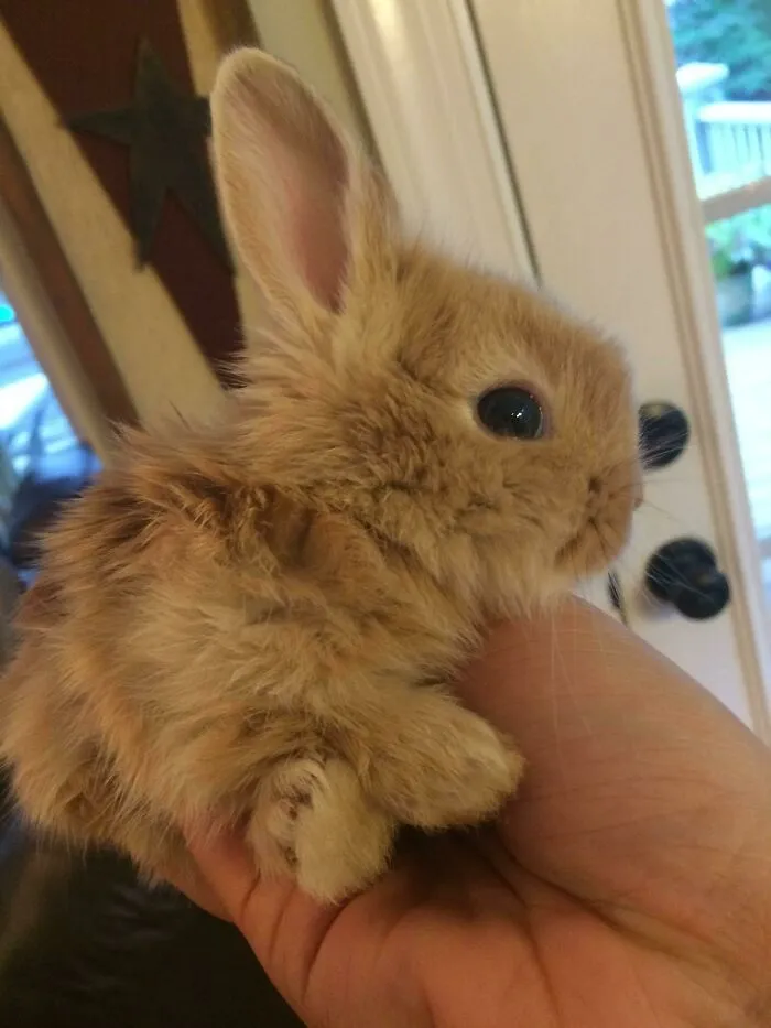 Mother-In-Law's Rabbits Had Some Fluffy Bunnies Recently