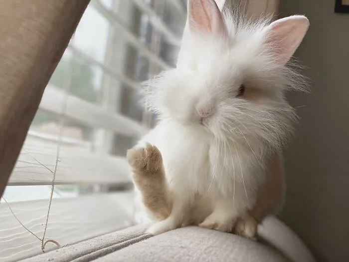 My Little Rabbit Extends His Foot To Give Everyone The Super Awesome Luck They Deserve For The Rest Of The Year