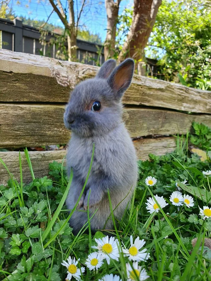 Sol, margaritas y un conejo
