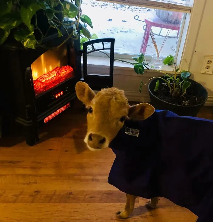 This Is Willow, A Premature Longhorn Calf. She Has Been Raised By Dogs And Thinks She Is One