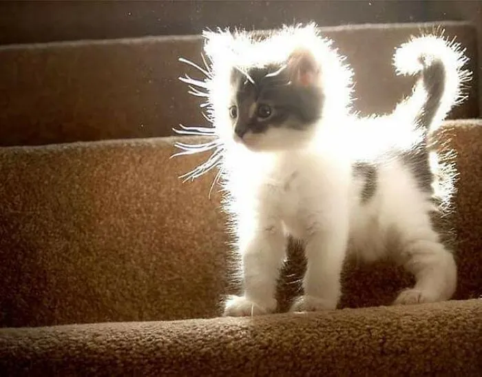 The Holy Kitten