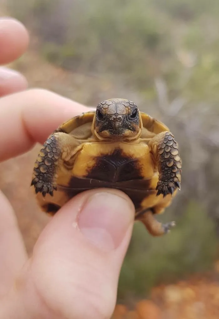 Grumpy Unit