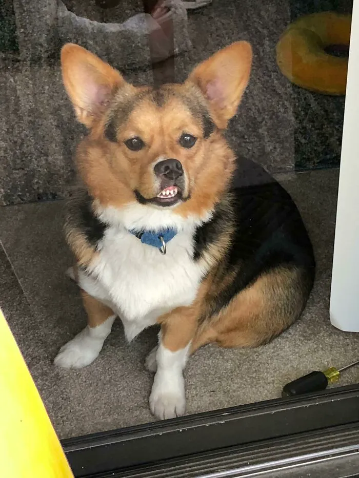The Face I Make When Mom Is Outside Talking To A Friend And Makes Me Wait Inside