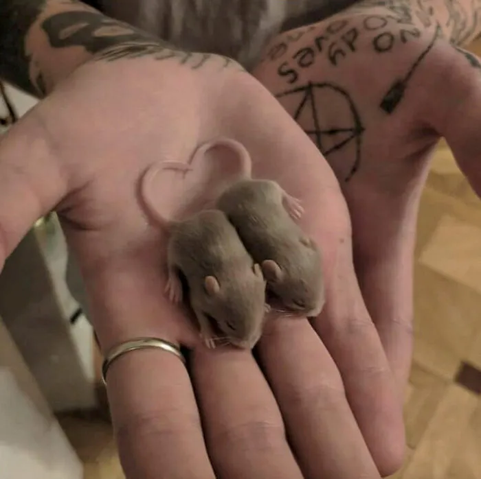Mouse Babies