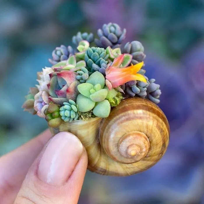 Teeny Succulents!