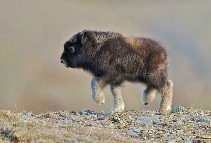 Awww Lawd He Struttin’