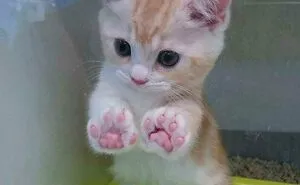 "Tiny Units" Online Group Is Dedicated To Everything That Comes In Cute Sizes (50 Pics)