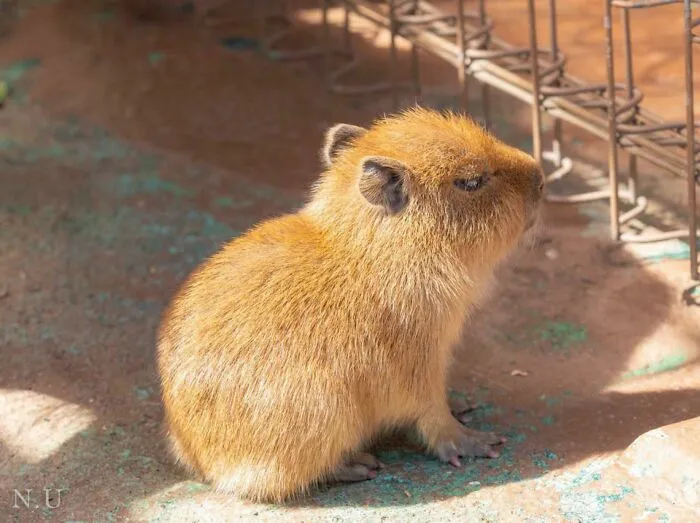 Cría de capibara
