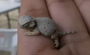 "Tiny Units" Online Group Is Dedicated To Everything That Comes In Cute Sizes (50 Pics)