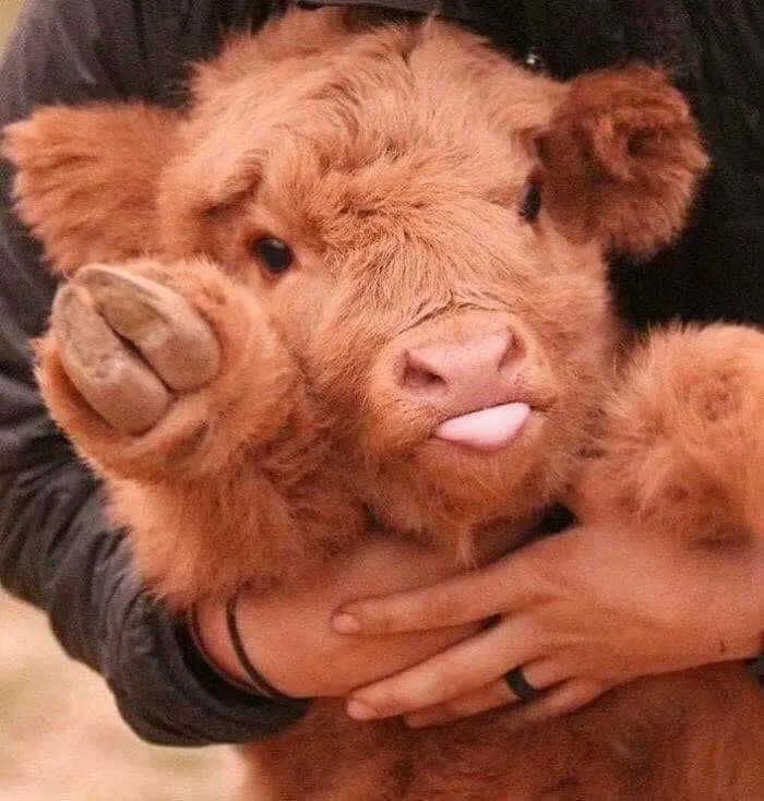 Smol Cow Unit